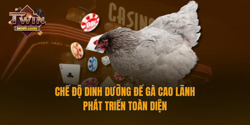 Chế độ dinh dưỡng để gà Cao Lãnh phát triển toàn diện