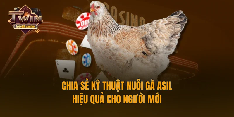 Chia sẻ kỹ thuật nuôi gà Asil hiệu quả cho người mới