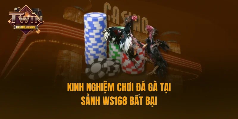 Kinh nghiệm chơi đá gà tại sảnh Ws168 bất bại
