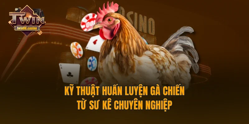 Kỹ thuật huấn luyện gà chiến từ sư kê chuyên nghiệp