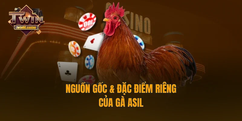 Nguồn gốc & đặc điểm riêng của gà Asil