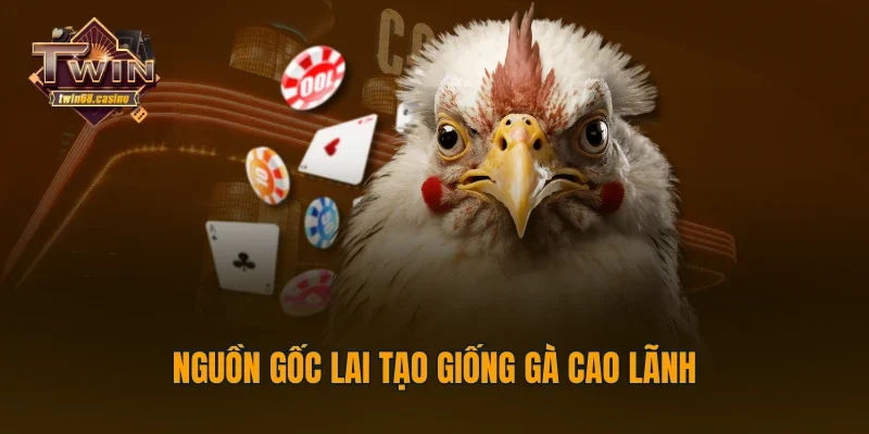 Nguồn gốc lai tạo giống gà Cao Lãnh