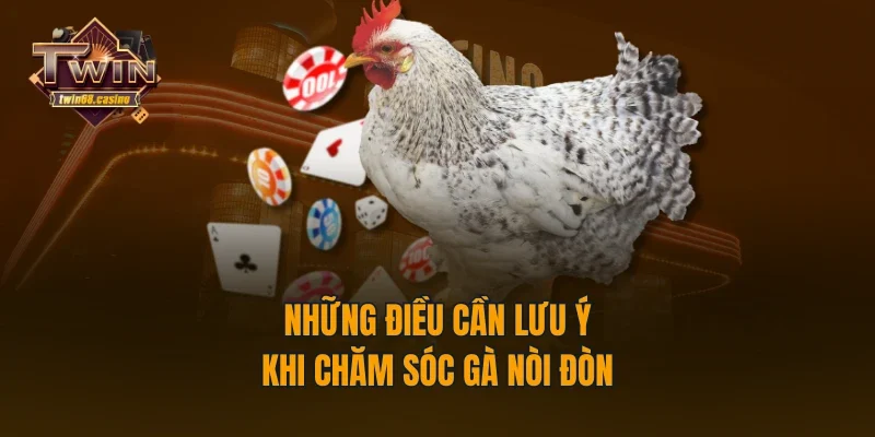 Những điều cần lưu ý khi chăm sóc gà nòi đòn